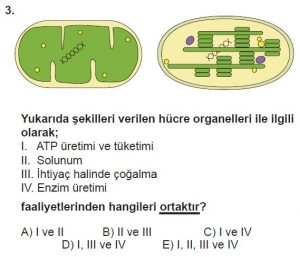 11. Sınıf Biyoloji Test 5 Soru-3