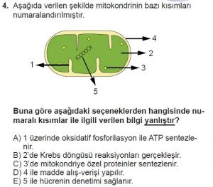 11. Sınıf Biyoloji Test 5 Soru-4