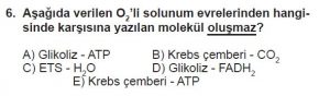 11. Sınıf Biyoloji Test 5 Soru-6