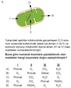 11. Sınıf Biyoloji Test 5 Soru-7
