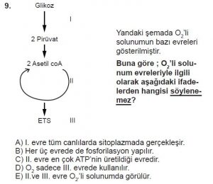 11. Sınıf Biyoloji Test 5 Soru-9