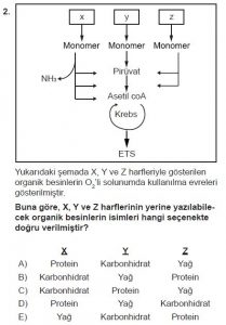 11. Sınıf Biyoloji Test 6 Soru-2