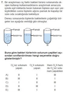 11. Sınıf Biyoloji Test 6 Soru-7