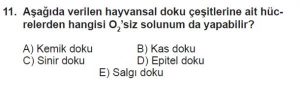11. Sınıf Biyoloji Test 7 Soru-11