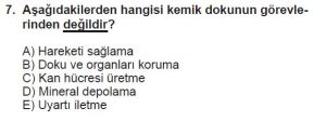 11. Sınıf Biyoloji Test 7 Soru-7