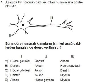 11. Sınıf Biyoloji Test 8 Soru-1