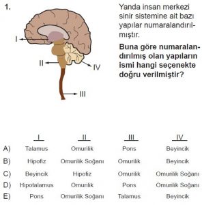 11. Sınıf Biyoloji Test 9 Soru-1