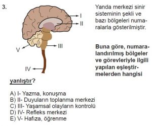 11. Sınıf Biyoloji Test 9 Soru-3