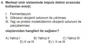 11. Sınıf Biyoloji Test 9 Soru-4