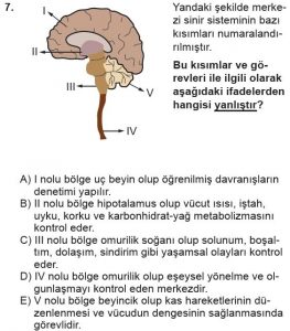 11. Sınıf Biyoloji Test 9 Soru-7
