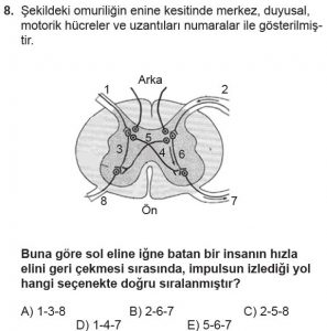 11. Sınıf Biyoloji Test 9 Soru-8