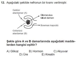 12. Sınıf Biyoloji Test 11 Soru-12