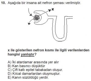 12. Sınıf Biyoloji Test 12 Soru-10