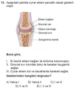 12. Sınıf Biyoloji Test 13 Soru-12