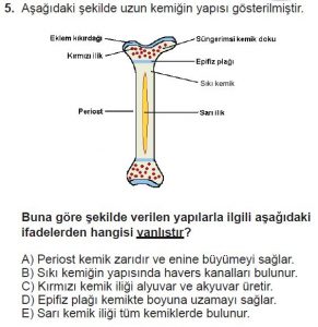 12. Sınıf Biyoloji Test 13 Soru-5