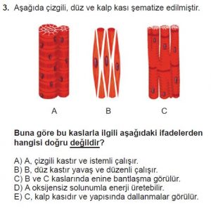 12. Sınıf Biyoloji Test 14 Soru-3
