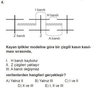 12. Sınıf Biyoloji Test 14 Soru-4