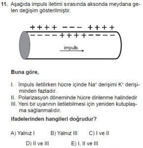 12. Sınıf Biyoloji Test 15 Soru-11