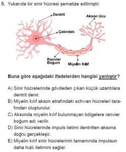 12. Sınıf Biyoloji Test 15 Soru-5