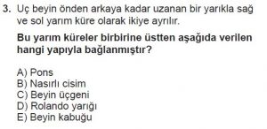 12. Sınıf Biyoloji Test 16 Soru-3
