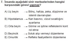 12. Sınıf Biyoloji Test 16 Soru-7
