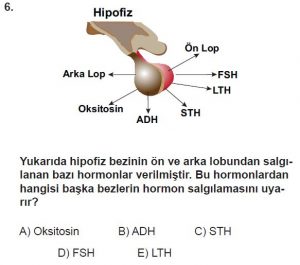 12. Sınıf Biyoloji Test 18 Soru-6