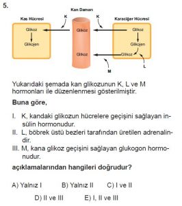 12. Sınıf Biyoloji Test 19 Soru-5