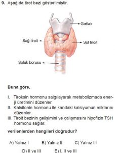 12. Sınıf Biyoloji Test 19 Soru-9