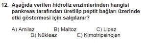 12. Sınıf Biyoloji Test 2 Soru-12