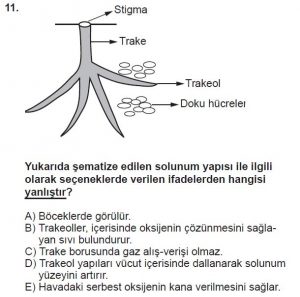 12. Sınıf Biyoloji Test 4 Soru-11