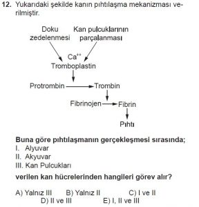 12. Sınıf Biyoloji Test 8 Soru-12