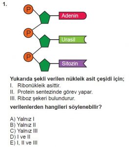 9. Sınıf Biyoloji Test 10 Soru-1