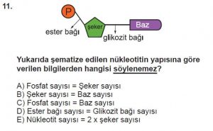 9. Sınıf Biyoloji Test 10 Soru-11
