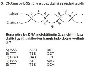 9. Sınıf Biyoloji Test 11 Soru-3