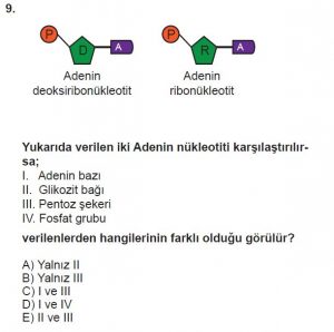 9. Sınıf Biyoloji Test 11 Soru-9