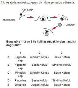 9. Sınıf Biyoloji Test 14 Soru-11