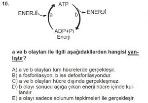 9. Sınıf Biyoloji Test 9 Soru-10