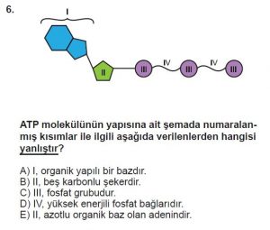 9. Sınıf Biyoloji Test 9 Soru-6JPG