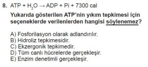 9. Sınıf Biyoloji Test 9 Soru-8