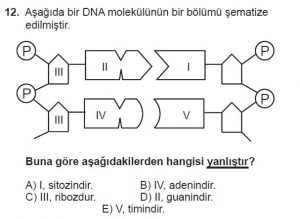 Mezun Biyoloji A Test 10 Soru-12
