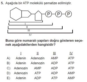 Mezun Biyoloji A Test 9 Soru-5