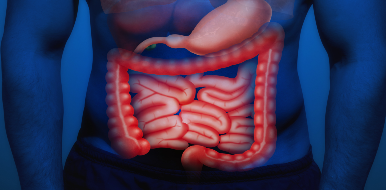 Kalın Bağırsak ve İnce Bağırsak Ne Kadar Uzundur