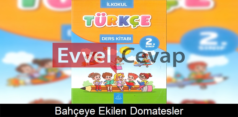 Bahçeye Ekilen Domatesler Metni Etkinlik Cevapları (2. Sınıf Türkçe) 