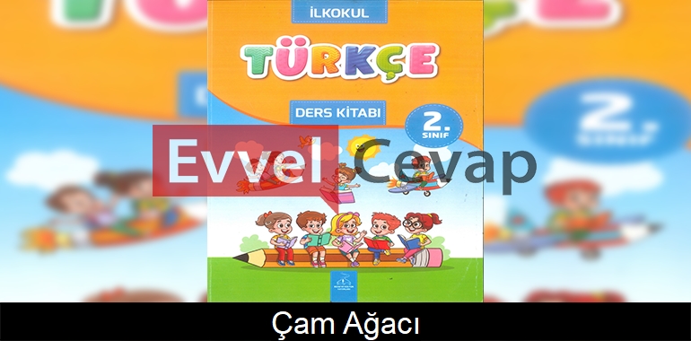 Çam Ağacı Metni Etkinlik Cevapları (2. Sınıf Türkçe) 