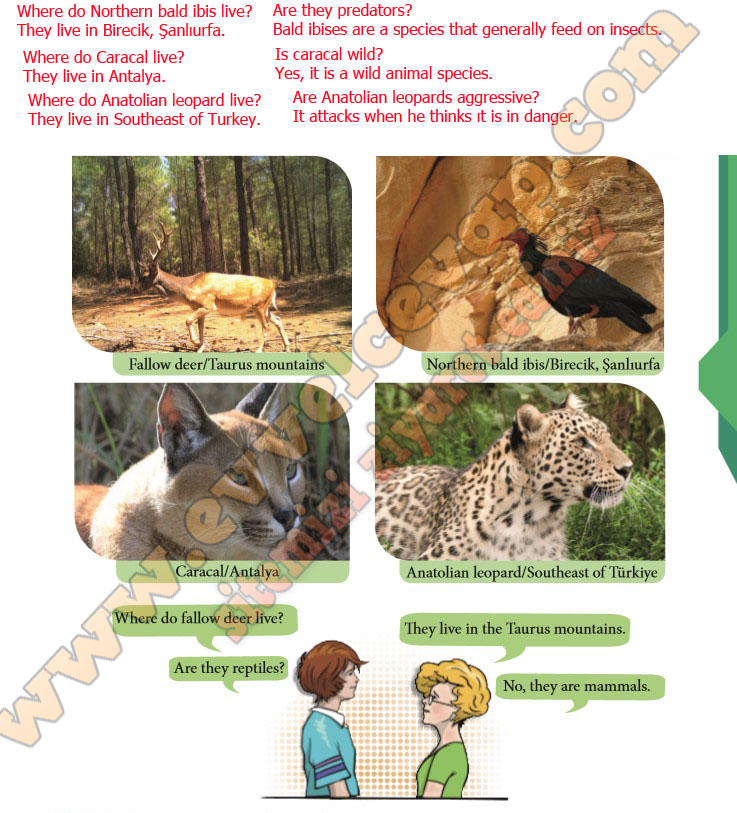 Work in pairs. Ask and answer the questions about the endangered ...