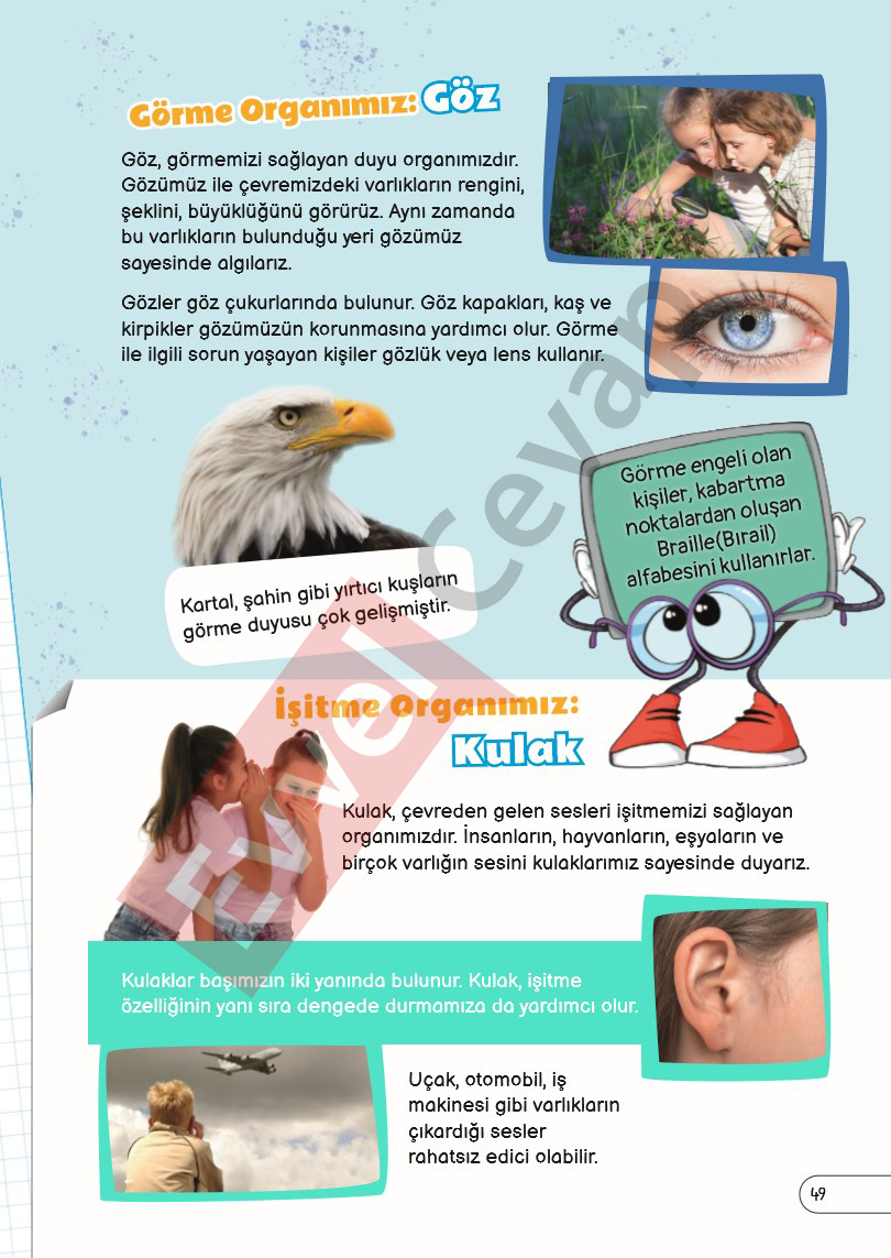 3-sinif-fen-bilimleri-ders-kitabi-cevaplari-sayfa-49