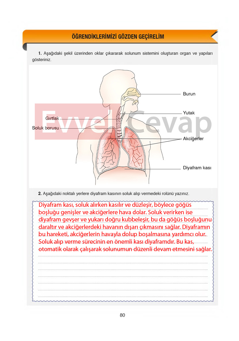 6-sinif-fen-bilimleri-ders-kitabi-cevaplari-gun-yayincilik-sayfa-80