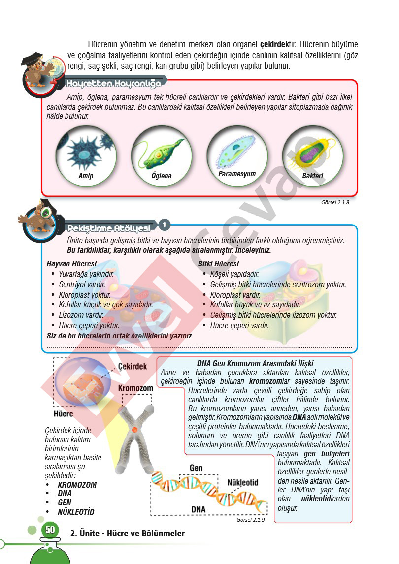 7-sinif-fen-bilimleri-ders-kitabi-cevaplari-sayfa-50