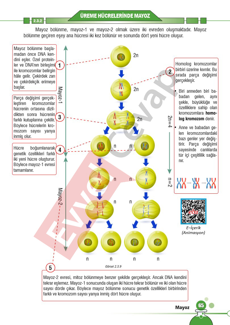 7-sinif-fen-bilimleri-ders-kitabi-cevaplari-sayfa-65