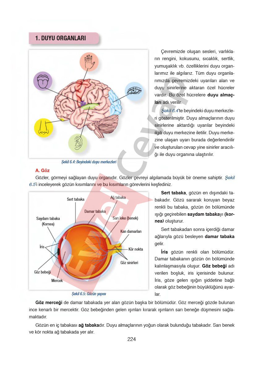 6-sinif-fen-bilimleri-ders-kitabi-cevaplari-gun-yayincilik-sayfa-224